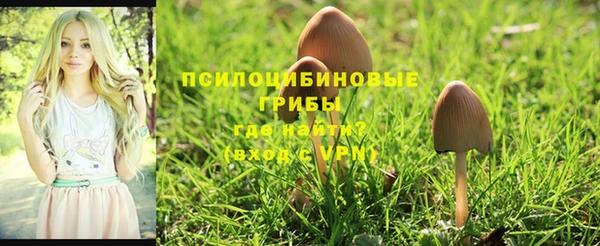 крисы Баксан